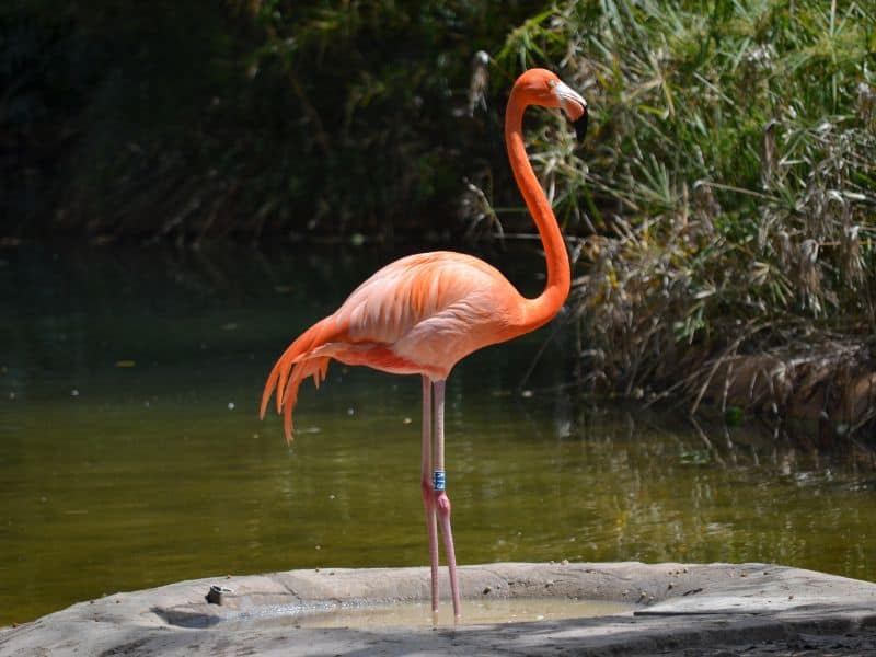 10 Unmissable Experiences in Nassau That Will Make Your Bahamas Trip Unforgettable! 10 Orange-colored flamingo, a rare and striking variation from the usual pink tones.