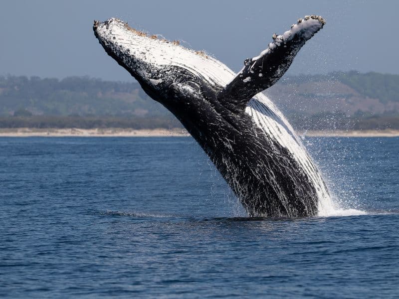 Whale breaching