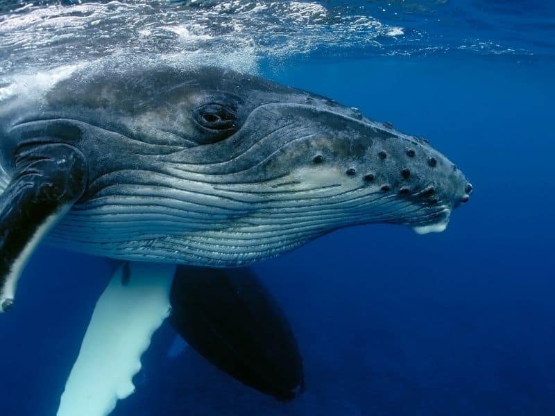Whale Watch Tours in Maui, Humpback Underwater