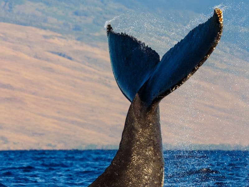 Humpback Whale Tale