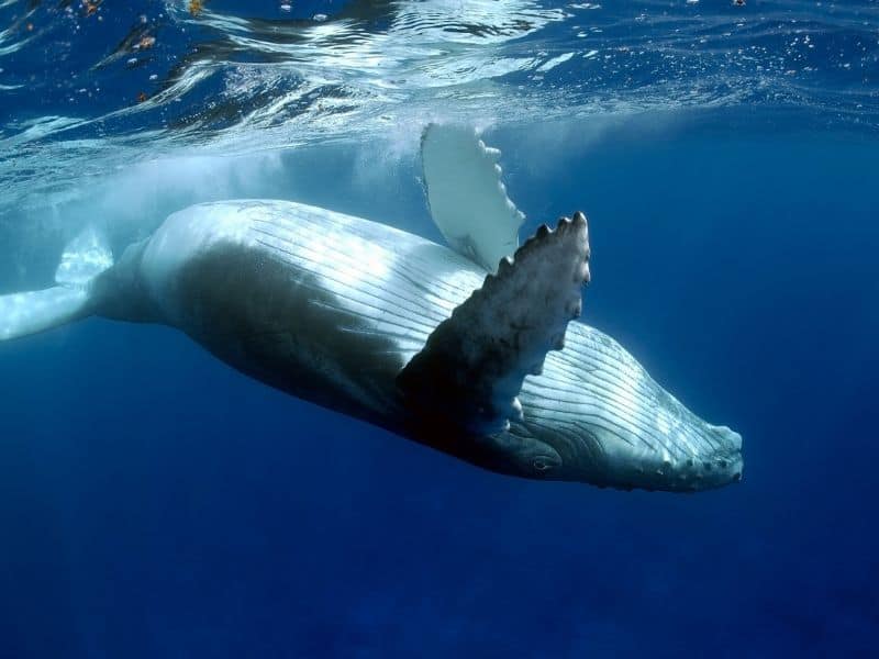 Humpback Whale underwater Maui
