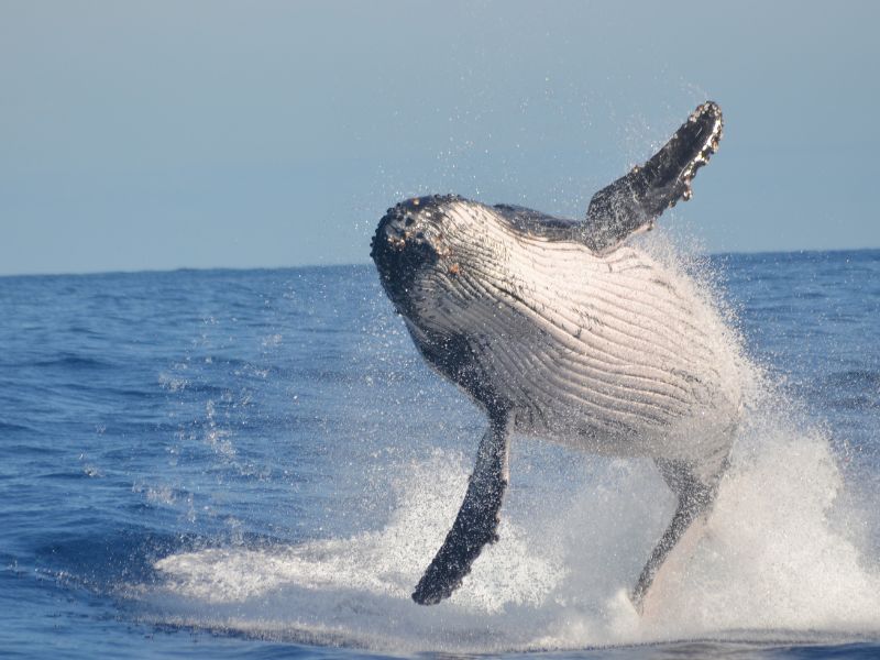 Humpback belly after jumping out of water