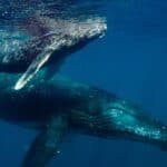 Best Whale Watching in Maui Hawaii: 11 Amazing Experiences