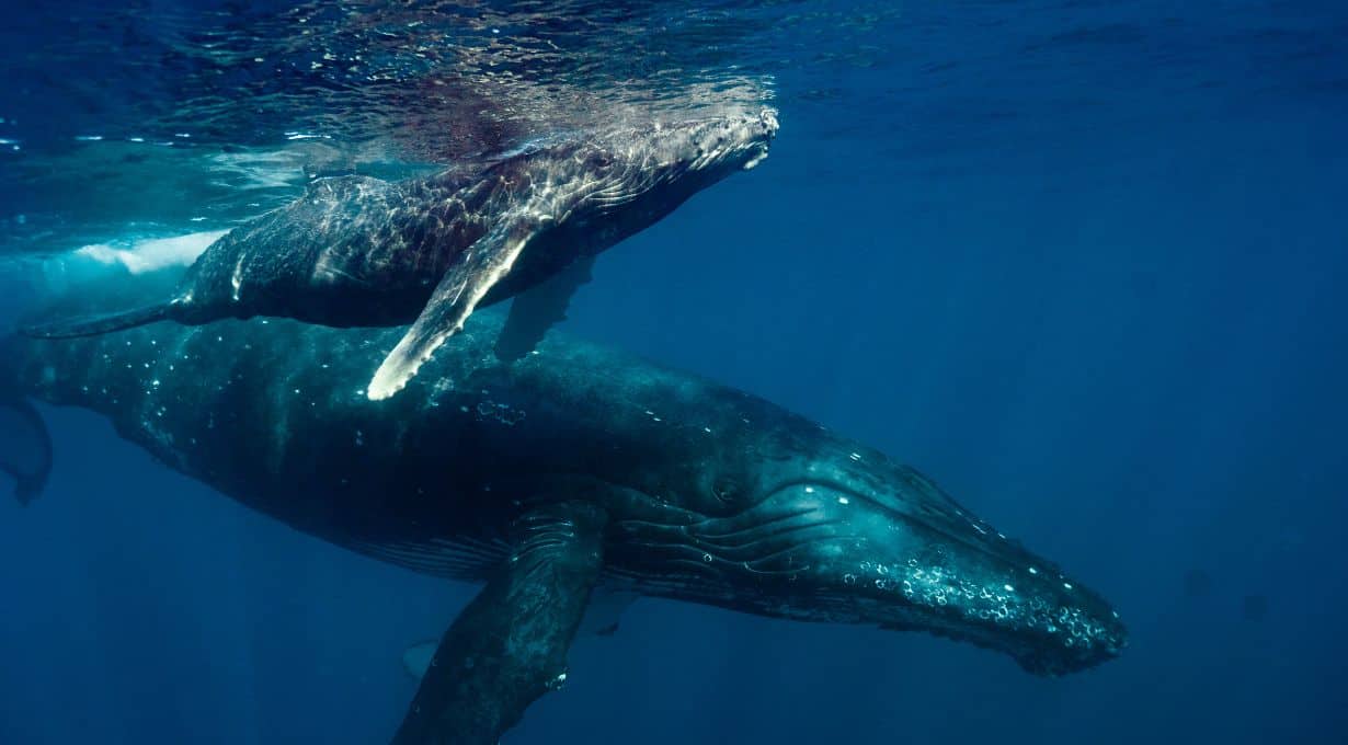 A large whale swims underwater with a smaller whale near its side, offering possibly the best whale watching in Maui. The larger, dark-hued whale bears visible barnacles and grooves on its body, while the smaller calf swims close to the surface. Both are enveloped by the blue ocean water.