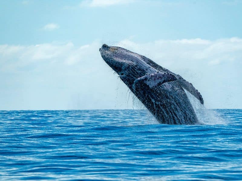 Humpback Whale splashing out of the water