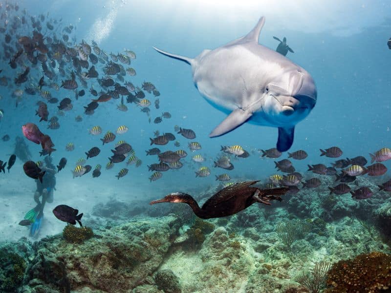 dolphin and fish underwater