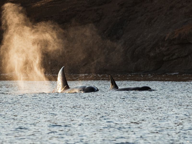 Is Vancouver Island Worth Visiting? 15 Reasons to visit! 4 2 orcas swimming in the PNW