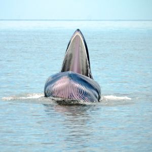 whale 1
