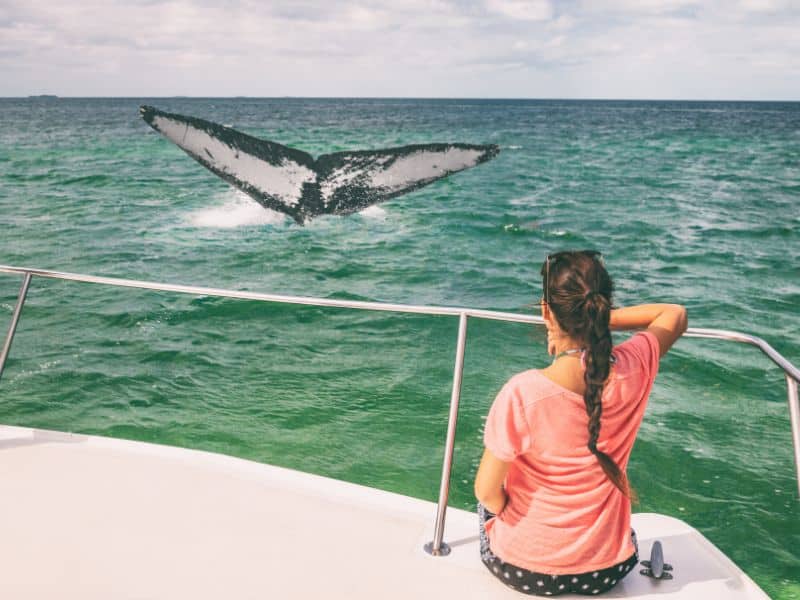 Woman on boat watching a whale tale in the water