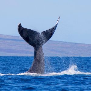 whale tale