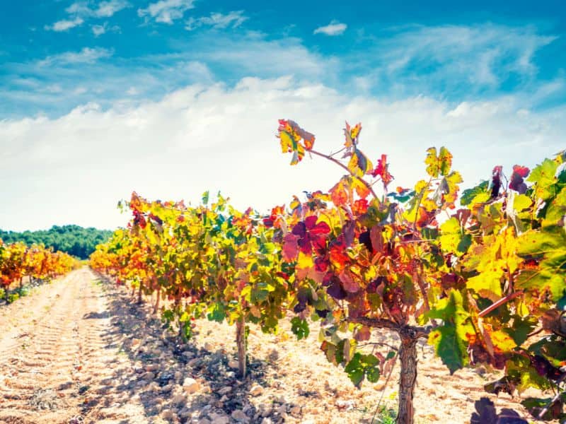 Grape Vines in rows, leaves turning yellow and red Mediterranean in fall