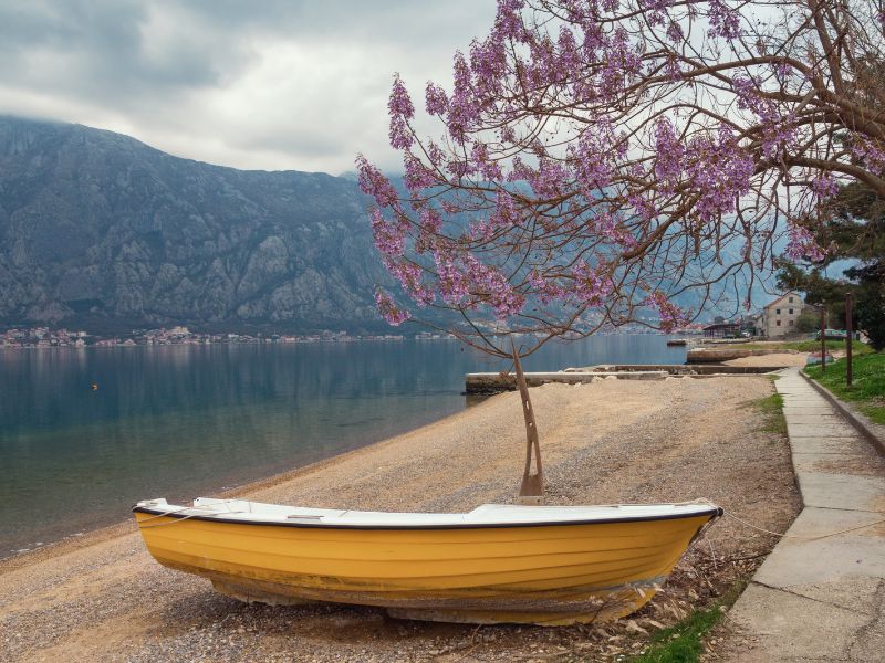 Yellow boat under a blossoming almond tree in Kotor in Spring