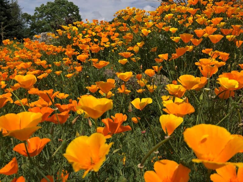 Essential Oil Blends that smell like a Disney Vacation 12 poppies
