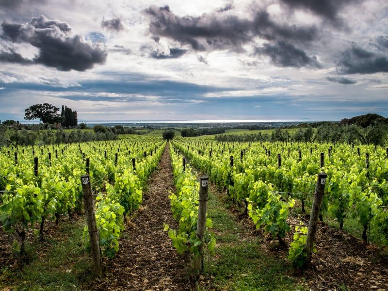 10 Best Livorno Shore Excursions 9 A serene view of a winery in Bolgheri, Italy, with vineyards stretching towards the horizon.