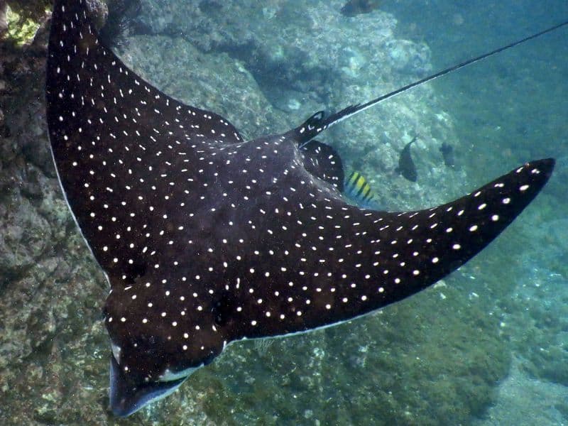 Eagle Ray