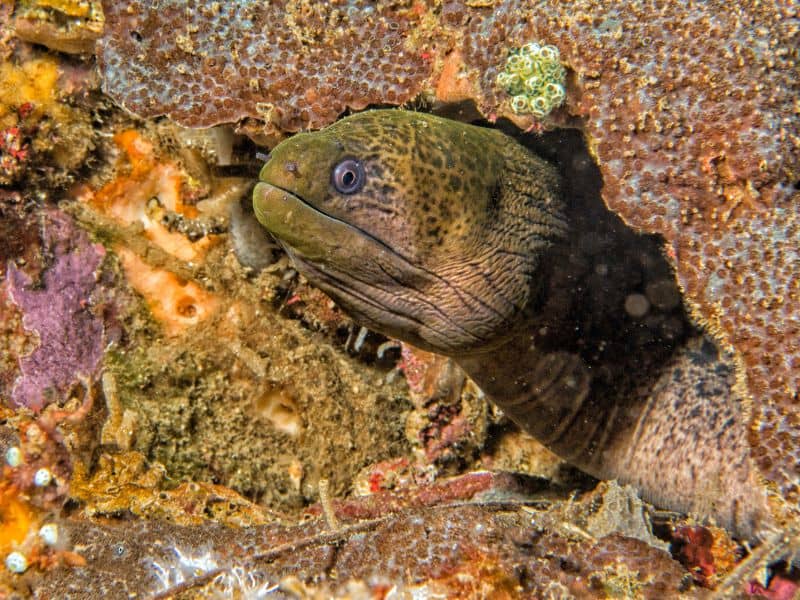 Eel