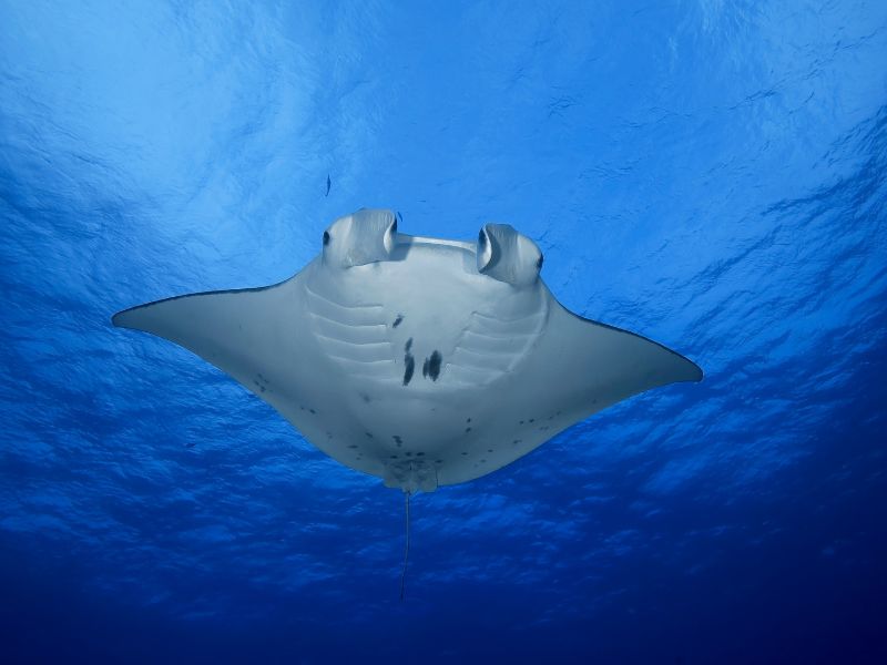 Manta Ray