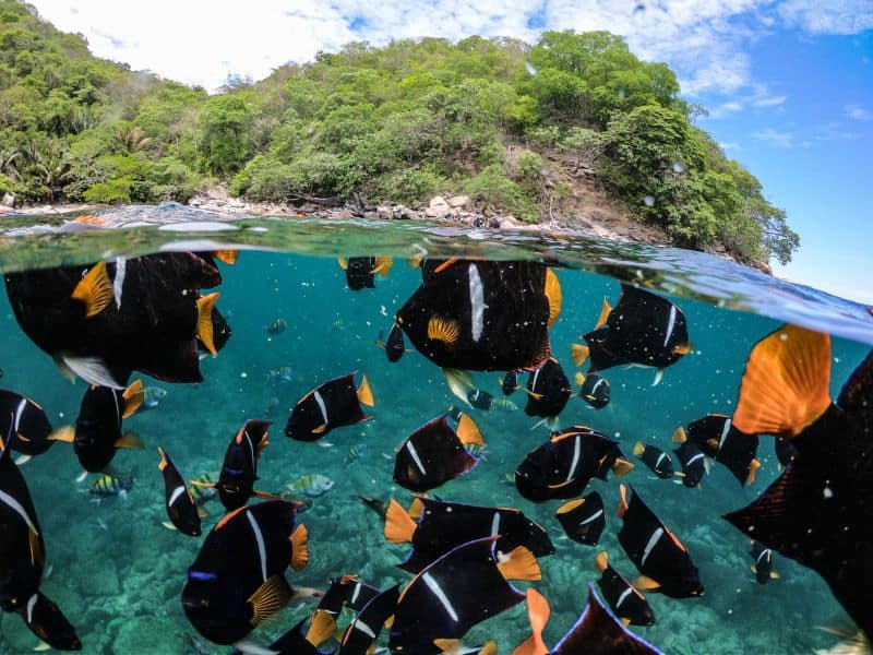 Puerto Vallarta snorkel