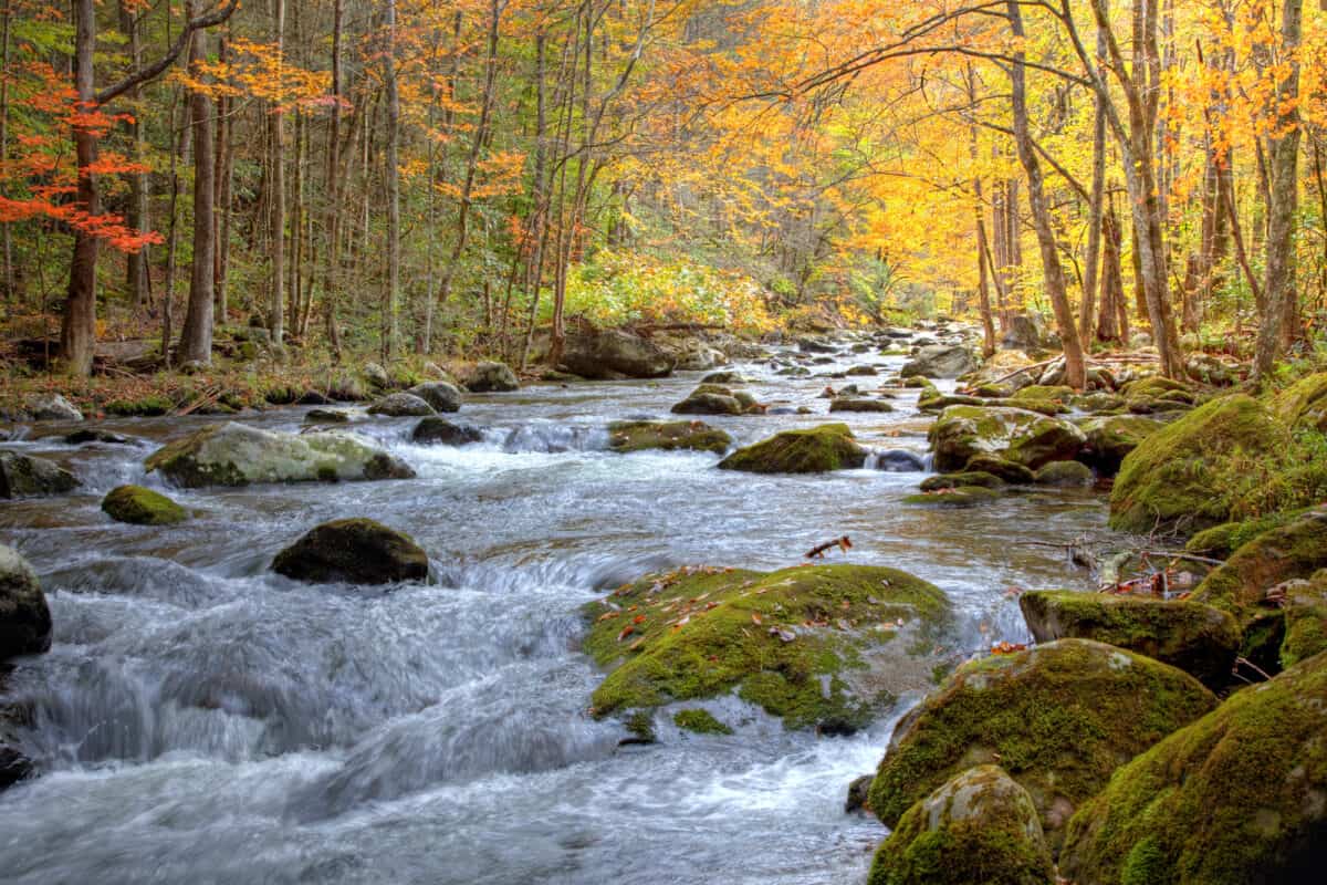 Best Places to Explore in the Great Smoky Mountains 3 Beautiful Smoky Mountain stream in the Fall season, showing golden, red and green trees lining the stream and rushing water with moss covered rocks.