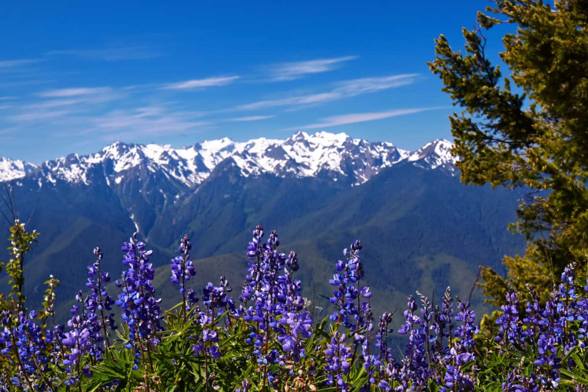 Winter in Olympic National Park Is Stunning- Here's What You Need To Know 2 Hurricane Ridge, Olympic National Park, Washington, USA
