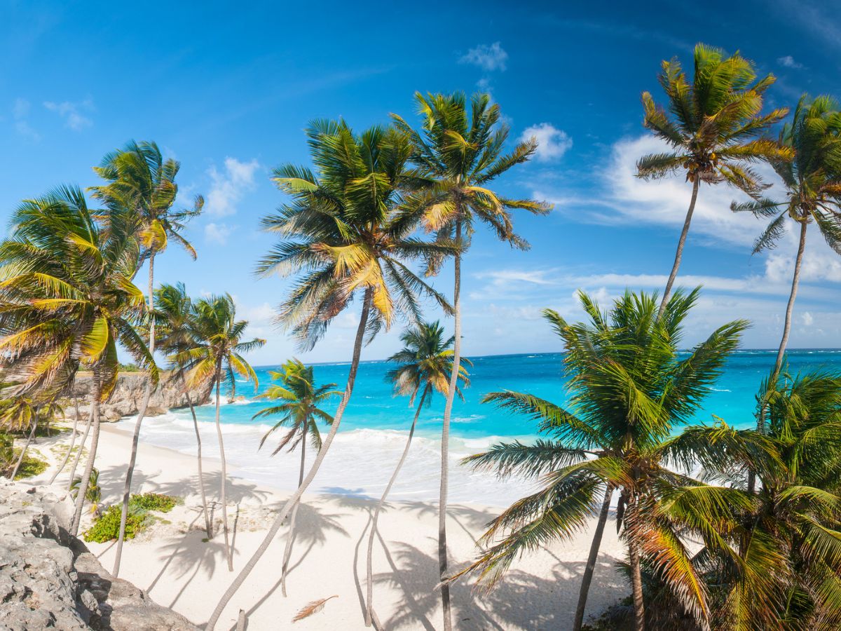 Barbados Cruise Port Guide & Best Things to Do 2 Scenic view of a pristine Barbados beach with tall coconut trees, white sand, and a tranquil blue ocean under a clear sky.