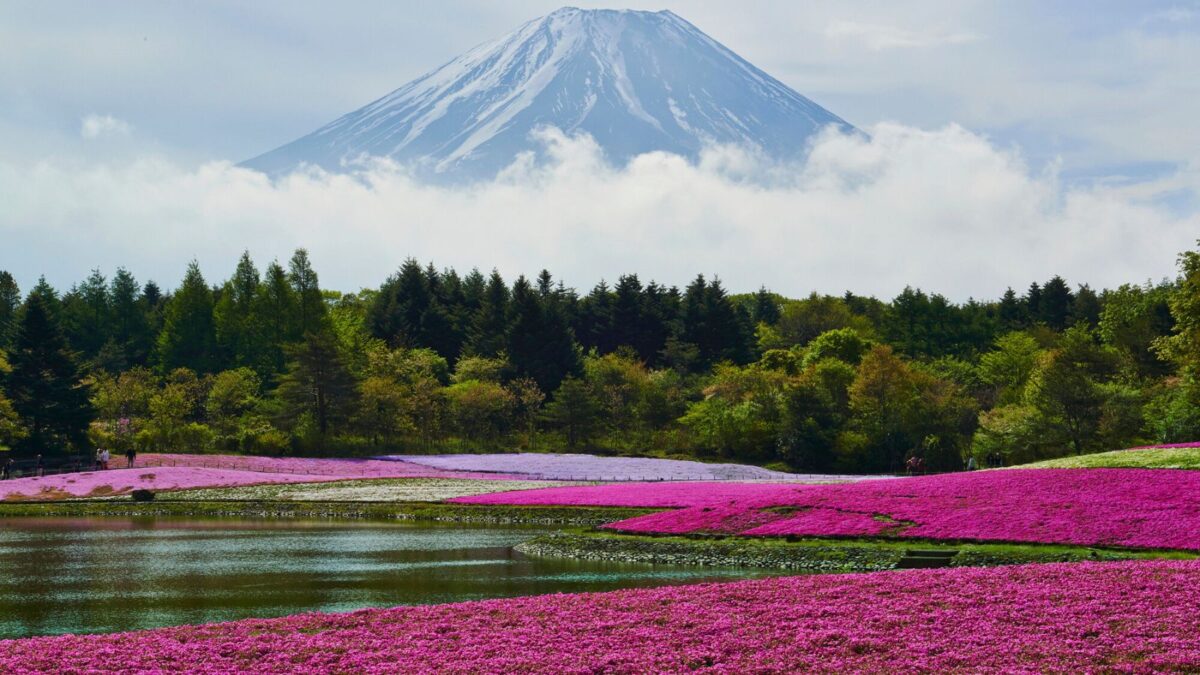 A picturesque view of Mount Fuji in the background with its snow-capped peak, overlooking a vibrant pink shibazakura flower festival with patches of pink and white flowers near a tranquil lake