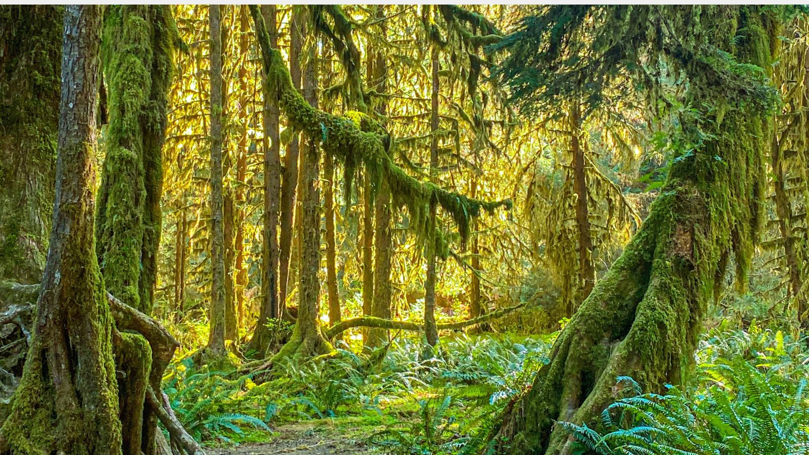 Winter in Olympic National Park Is Stunning- Here's What You Need To Know 9 Hall of Mosses