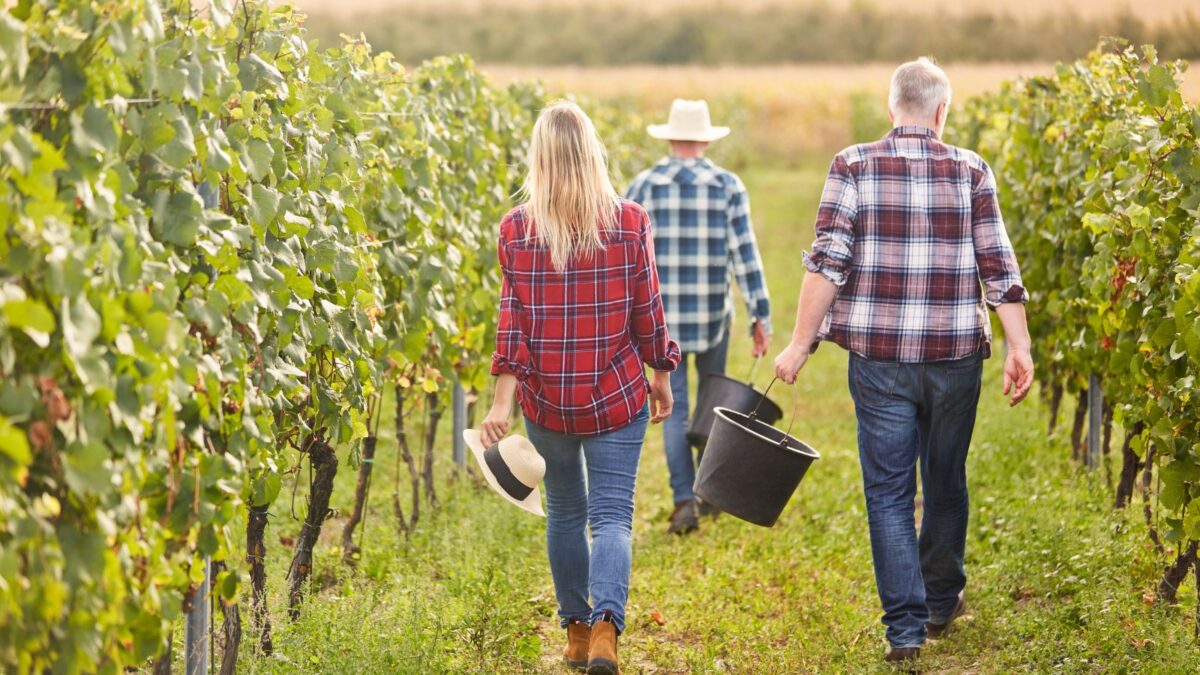 A group of tourists holding a basket at Hatzidakis Winery, surrounded by scenic vineyards.