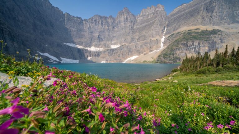 ceberg Lake Trail at Glacier National Park with a foreground of vibrant purple wildflowers, a clear turquoise lake, and rugged mountain cliffs with patches of snow under a blue sky.