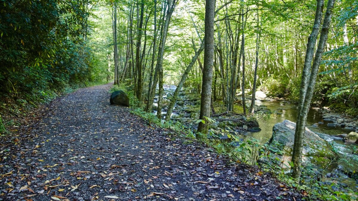 A serene day hike in Smoky Mountain National Park flanked by lush green trees next to a calm, rocky stream under a bright, sunlit sky.