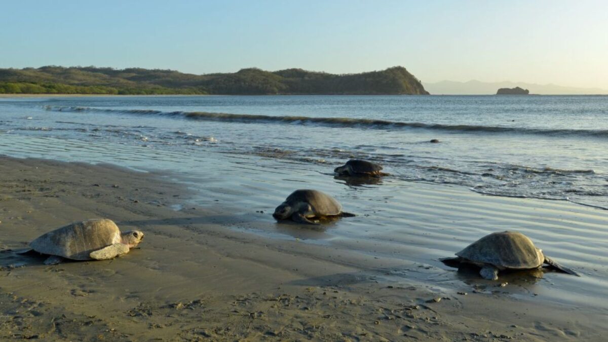 Several sea turtles on a sandy beach approaching the ocean with gentle waves in the background.