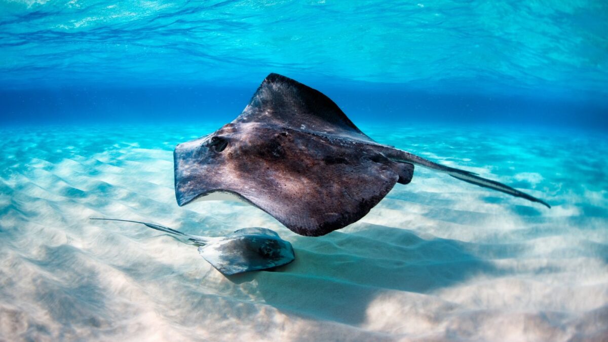 Stingray