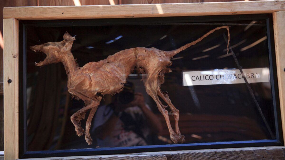 chupacabra mummy