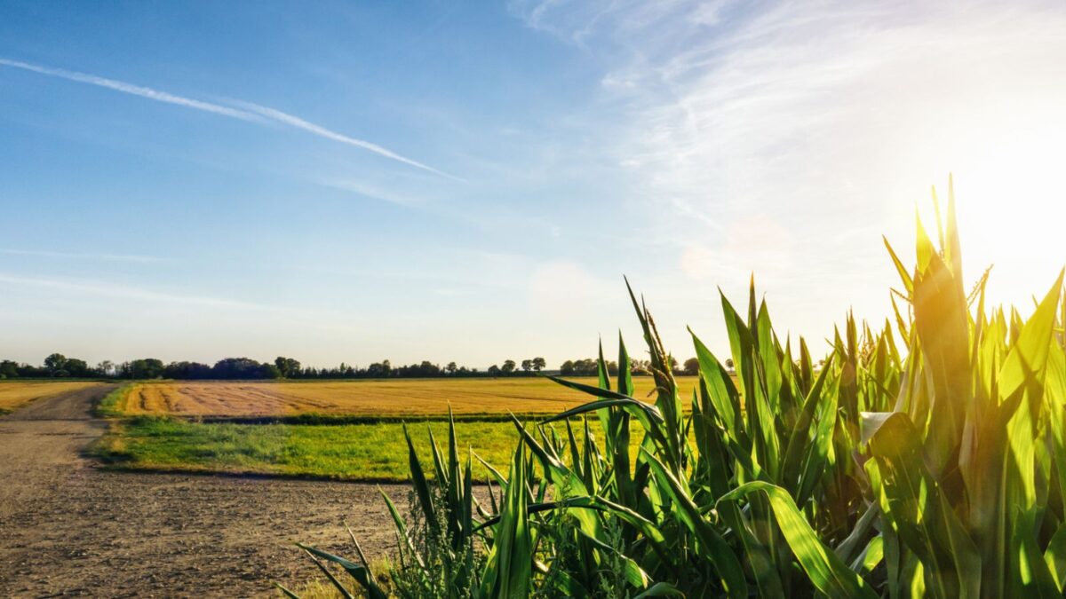 Are Aliens Among Us? Visit These US Places with the Most UFO Sightings! 8 cornfield in the rising sun