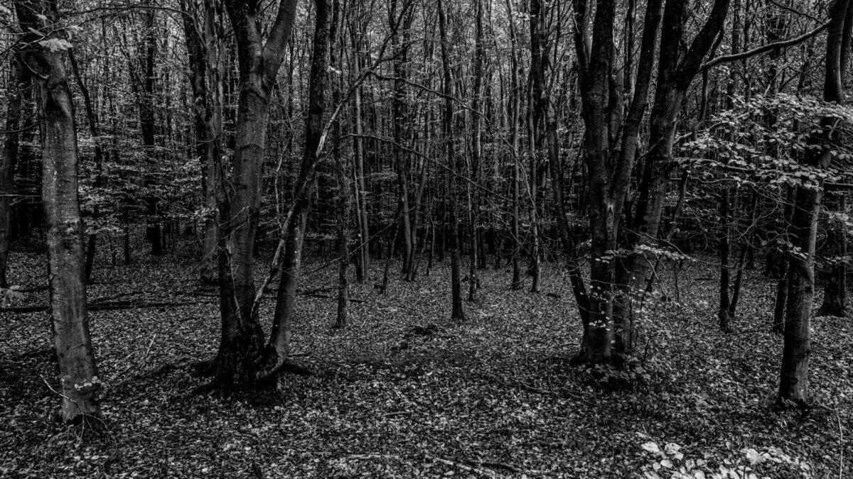 creepy grayscale photo of the woods in autum