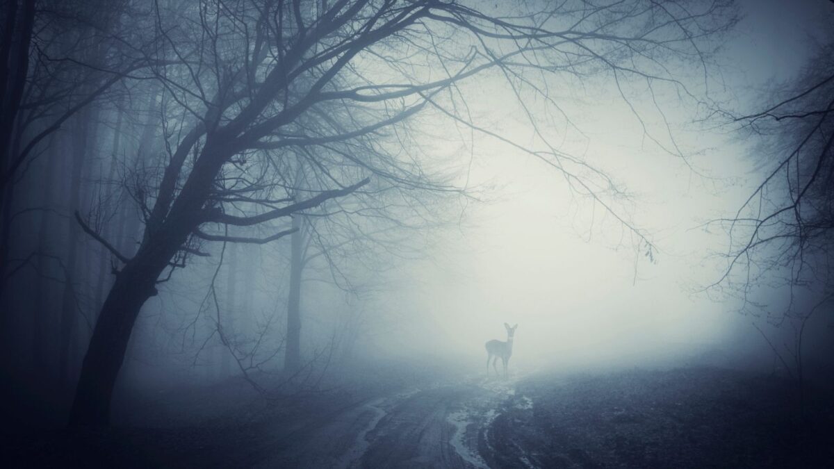 a deer looking at you at the end of a misty road