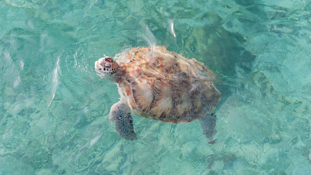 The Best Barbados Beaches Near Cruise Port To Explore 9 Sea turtle swimming in the crsytal clear ocean.