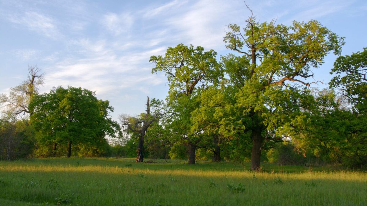 Are Aliens Among Us? Visit These US Places with the Most UFO Sightings! 9 trees in a lush grass field
