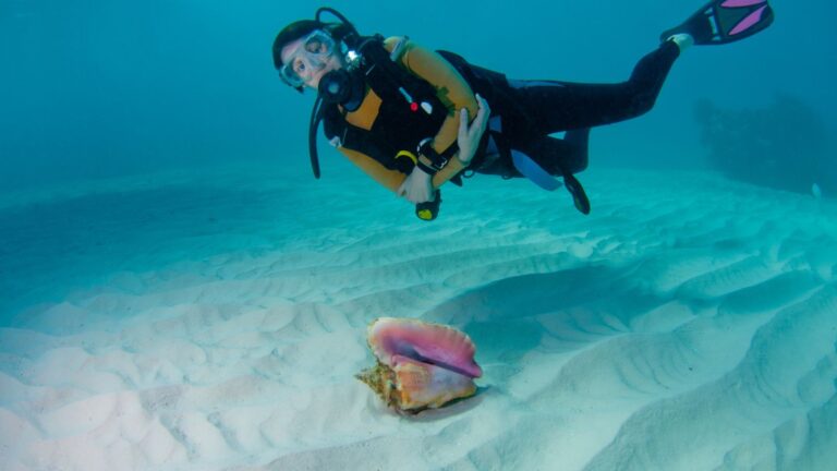 Why These Half Moon Cay Adventures Are Must-Dos for Every Traveler!