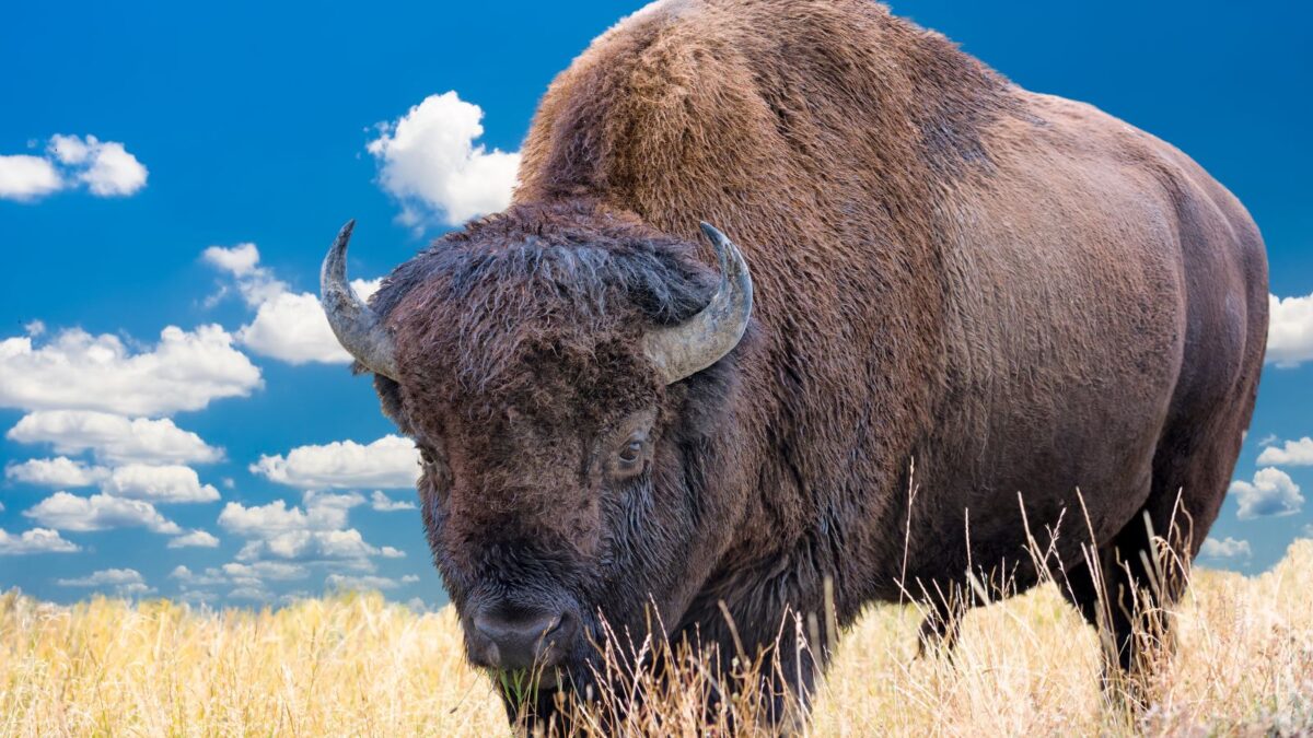 Bison