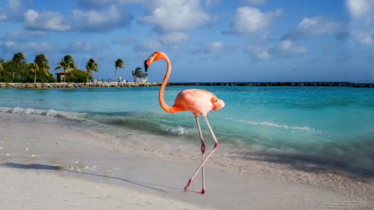 Flamingo standing on white sand with blue water in the background.