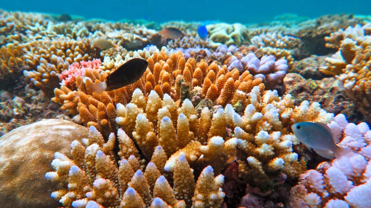 Discover the Real-Life Locations Behind Your Favorite Disney Films! 16 Great Barrier Reef Australia