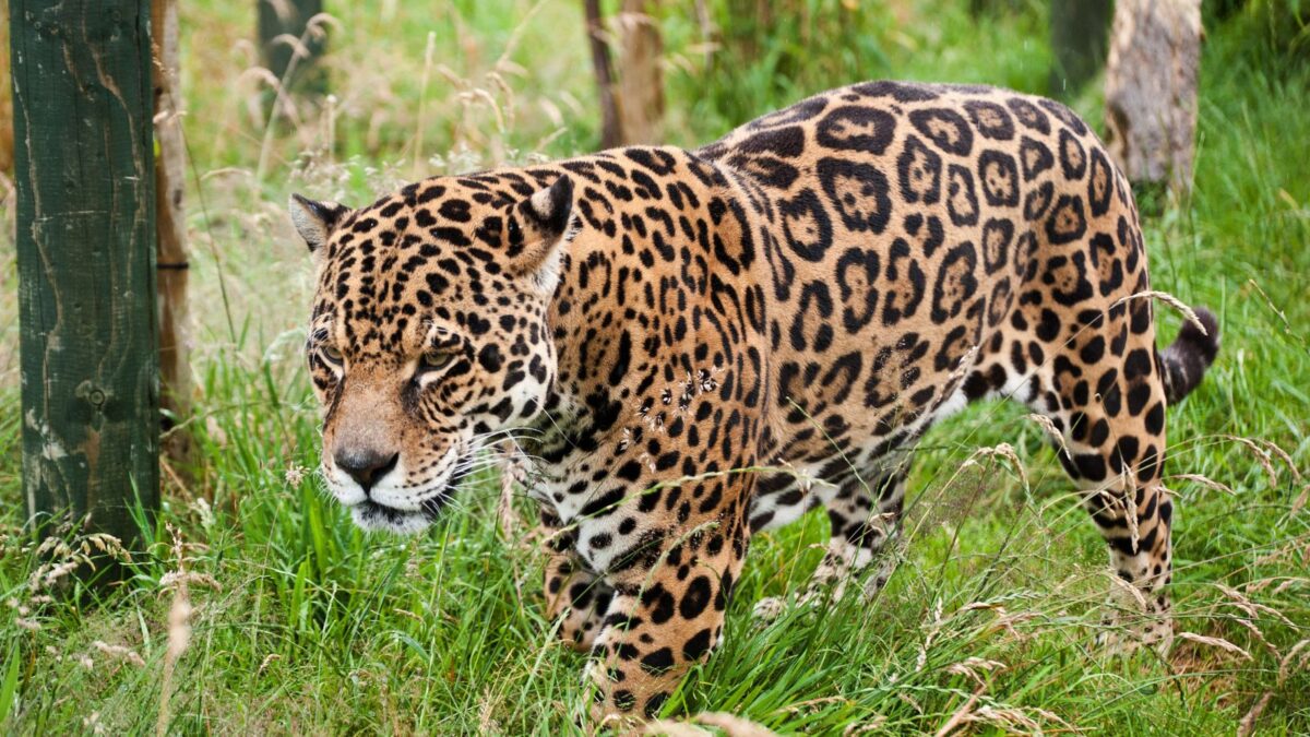 Jaguar