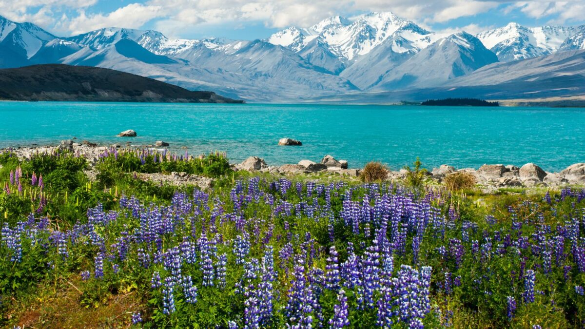 20 Breathtaking Lakes That Are True Natural Wonders! 10 Vivid lupins border the shimmering turquoise waters of Lake Tekapo, with the snow-capped Southern Alps in the distance.