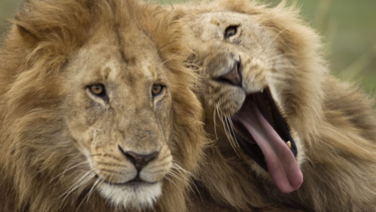 Lions