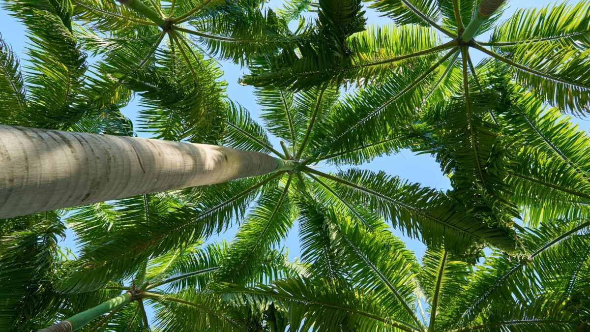 Palm Tree