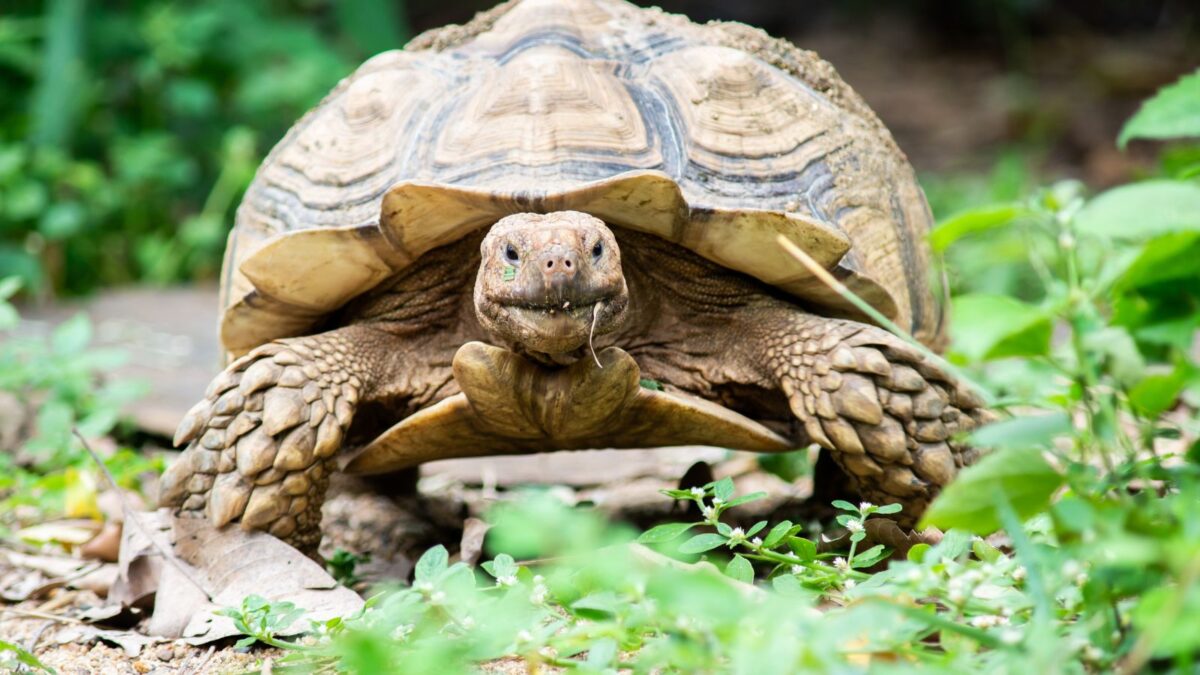 Tortoise