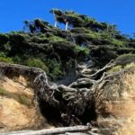 This Special Tree Continues to Defy Gravity