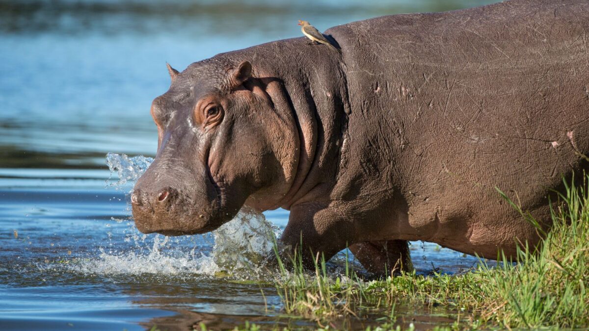 hippo