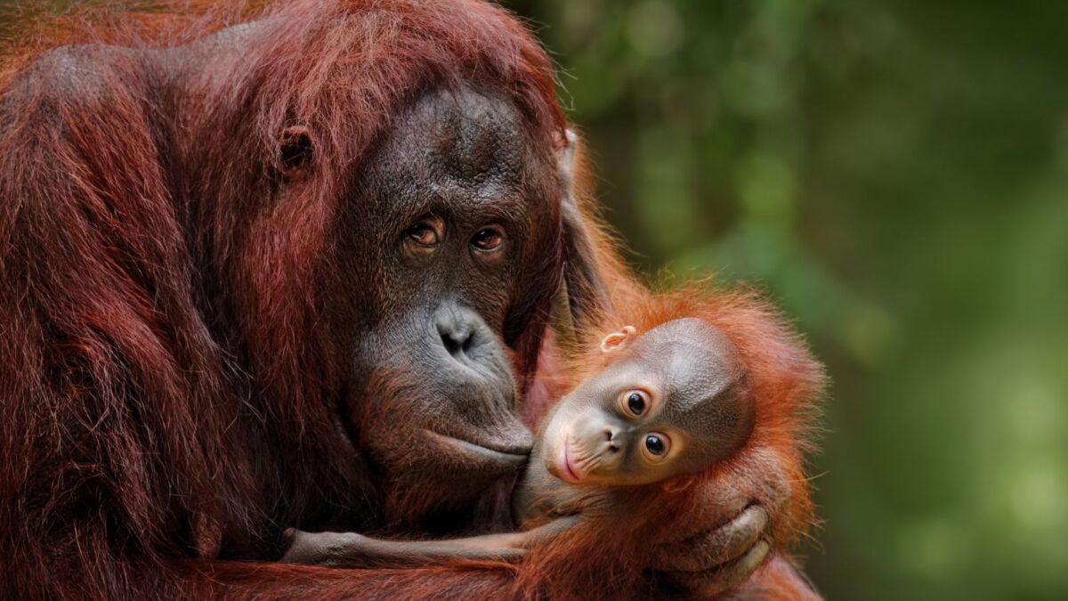 orangutans